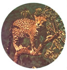 leopard vintage t-shirt iron-on