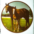 horse horses vintage t-shirt transfer iron-on rare