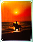 horse horses vintage t-shirt transfer iron-on rare
