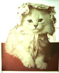 cute kitten vintage t-shirt iron-on
