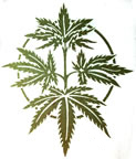 pot leaves marijuana vintage t-shirt iron-on